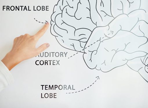 Mini-simposium 4: The critical role of the prefrontal and frontal cortex (2024)